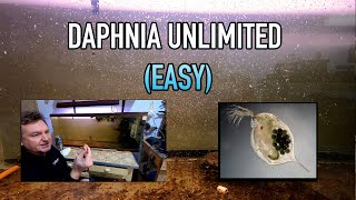 How I Raise Daphnia Water Fleas And You Can Too [upl. by Suiremed]