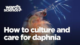 Caring and Culturing for Daphnia [upl. by Eelanna]