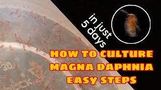 How to Culture Magna Daphnia Easily [upl. by Oilasor]