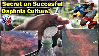 How to Culture Daphnia Successfully [upl. by Lennard982]