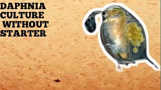 HOW TO CULTURE DAPHNIA NATURALLY WITHOUT A STARTER [upl. by Esnahc]