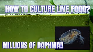 How to Culture Daphnia Secret Method to Breed MILLIONS  Simply Aquatic [upl. by Sirromad]