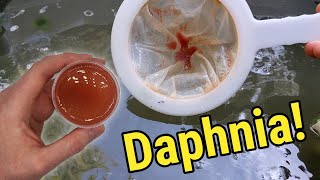 How I Culture Daphnia In Outdoor Tubs [upl. by Stewardson]