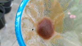 How to culture daphnia moina in a small container Part 1 English Subtitle [upl. by Ches]