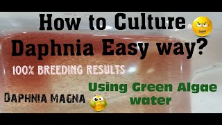 Daphnia MagnaHow to Culture Daphnia Easy wayCulturing Daphnia using Green water Daphnia [upl. by Anniram126]