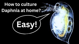 BEST Live Fish Food Beginner guide How to Culture Daphnia at home [upl. by Oiril]