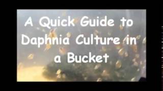 How to culture daphnia outside [upl. by Ymarej]