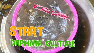 How to culture daphnia moina the easy way 1  Starting the Daphnia culture [upl. by Buzz]