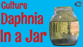 How to Culture Daphnia in a Jar [upl. by Tybie899]