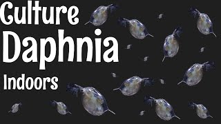 How to Culture Daphnia [upl. by Grubb]