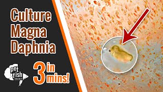 How to culture DAPHNIA MAGNA  The easy way [upl. by Moscow223]