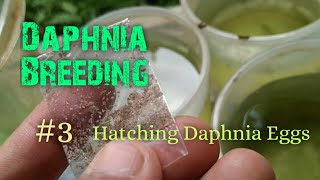 Daphnia Culture made simple and easy 3  Hatching Daphnia eggs [upl. by Janeen701]