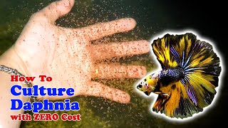 How to Culture Daphnia with ZERO Cost  Unlimited Live Food For Our Fish [upl. by Dicks]