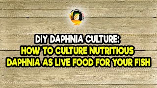 DIY Daphnia Culture How to Culture Nutritious Daphnia as Live Food for Your Fish [upl. by Anawqahs]