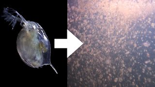 How I Culture Daphnia [upl. by Anelagna]