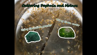 How To Culture Daphnia and Moinas using Green Water Spirulina powder [upl. by Midge]