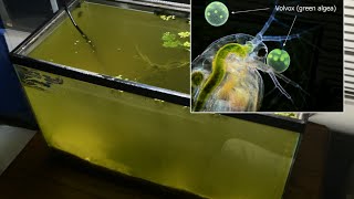 Raising Daphnia for the Freshwater Aquarium [upl. by Attennod]