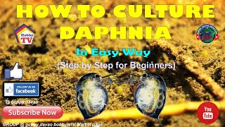 HOW TO CULTURE DAPHNIA In Easy Way [upl. by Nahtanohj17]